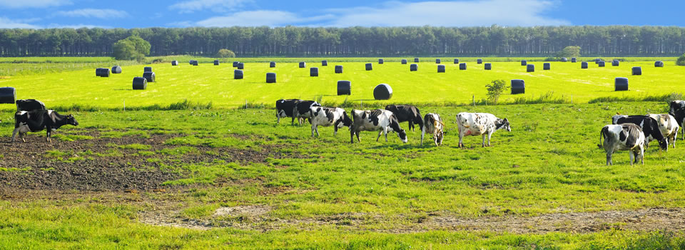 消費者の方々に畜産や飼料製造に関する様々な情報をわかりやすく発信します。