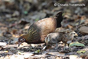 セキショクヤケイ（雌と雛/タイの熱帯雨林で撮影）